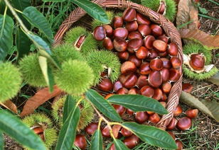 蕙蘭山下好風(fēng)光，鹽田河畔板栗香——農(nóng)副產(chǎn)品銷售助力鄉(xiāng)村振興新篇章