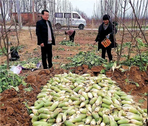 河南魯山 駐村工作隊(duì)員變身“銷售員”，群眾農(nóng)副產(chǎn)品銷路不愁
