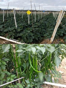 決勝2019 牙叉鎮(zhèn)農(nóng)副產(chǎn)品展銷會(huì)人氣高漲，銷售額突破6.1萬元